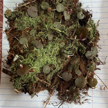 Corybas ecarinatus