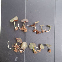 Corybas ecarinatus