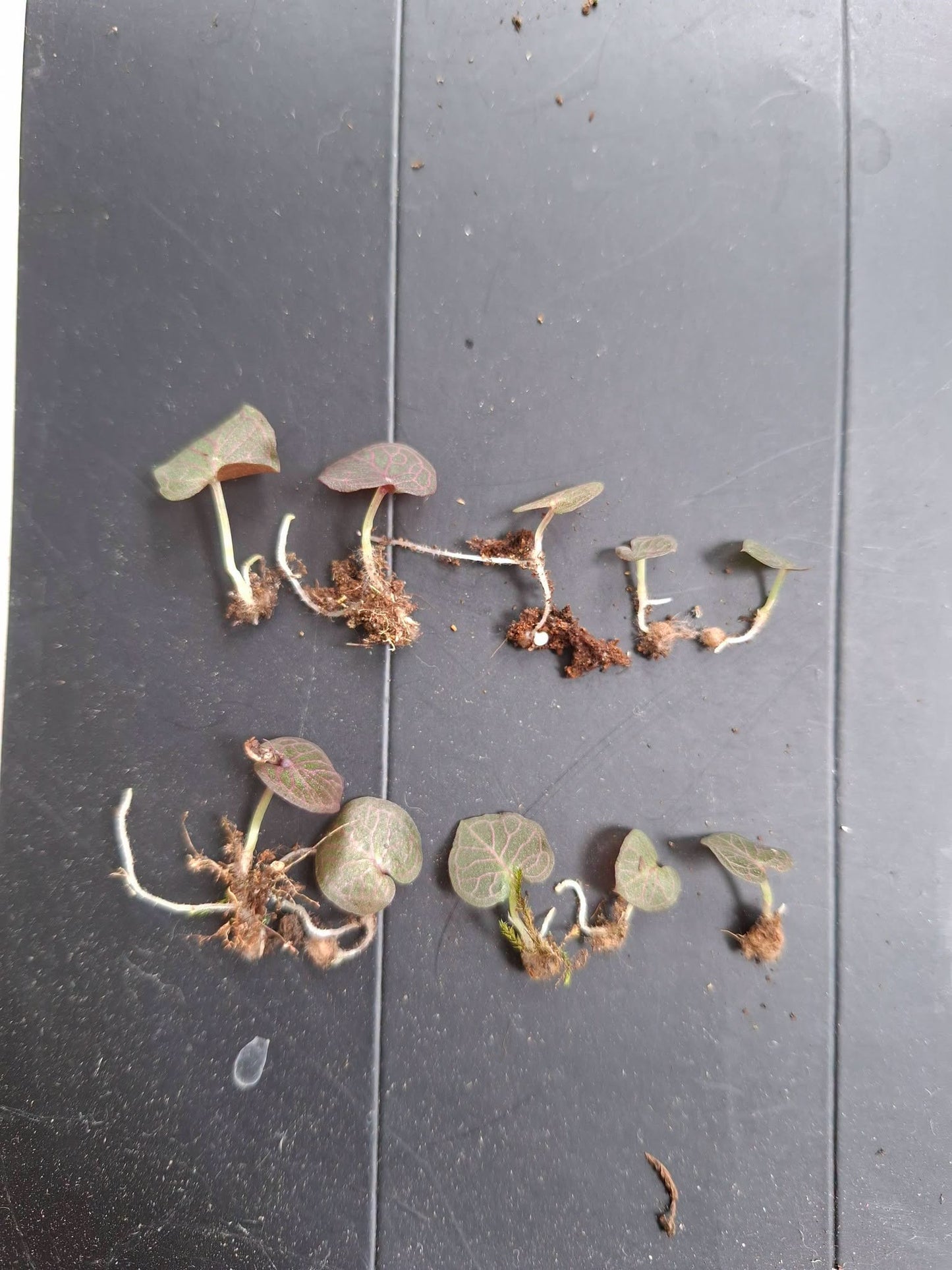 Corybas ecarinatus