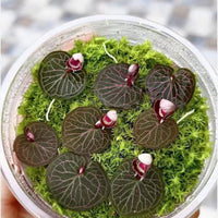 Corybas ecarinatus