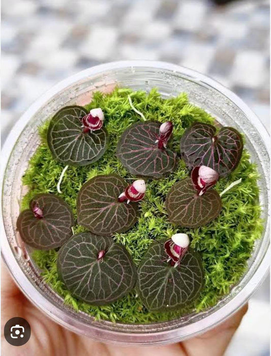 Corybas ecarinatus