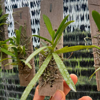 Thrixspermum pulchellum