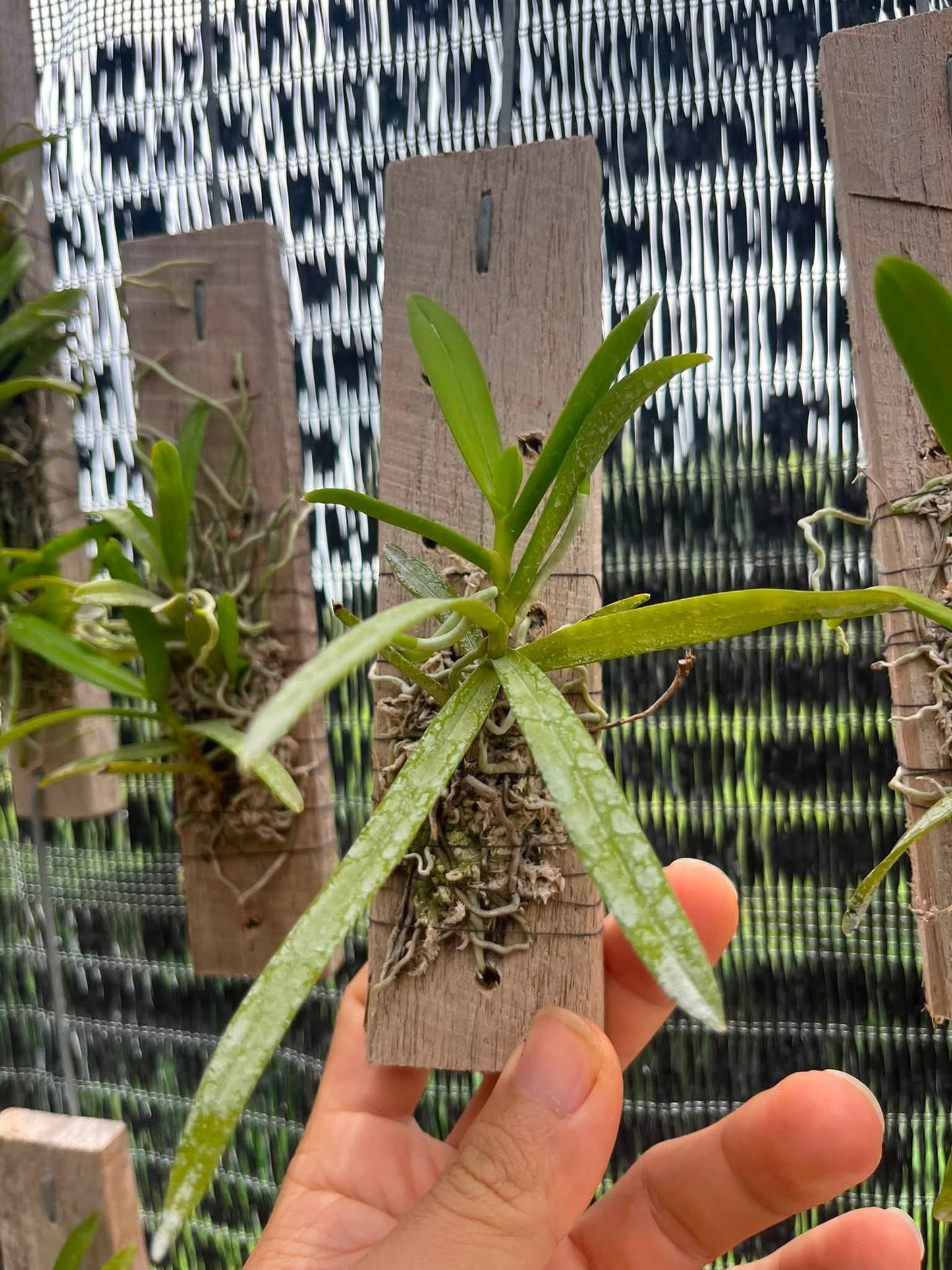 Thrixspermum pulchellum