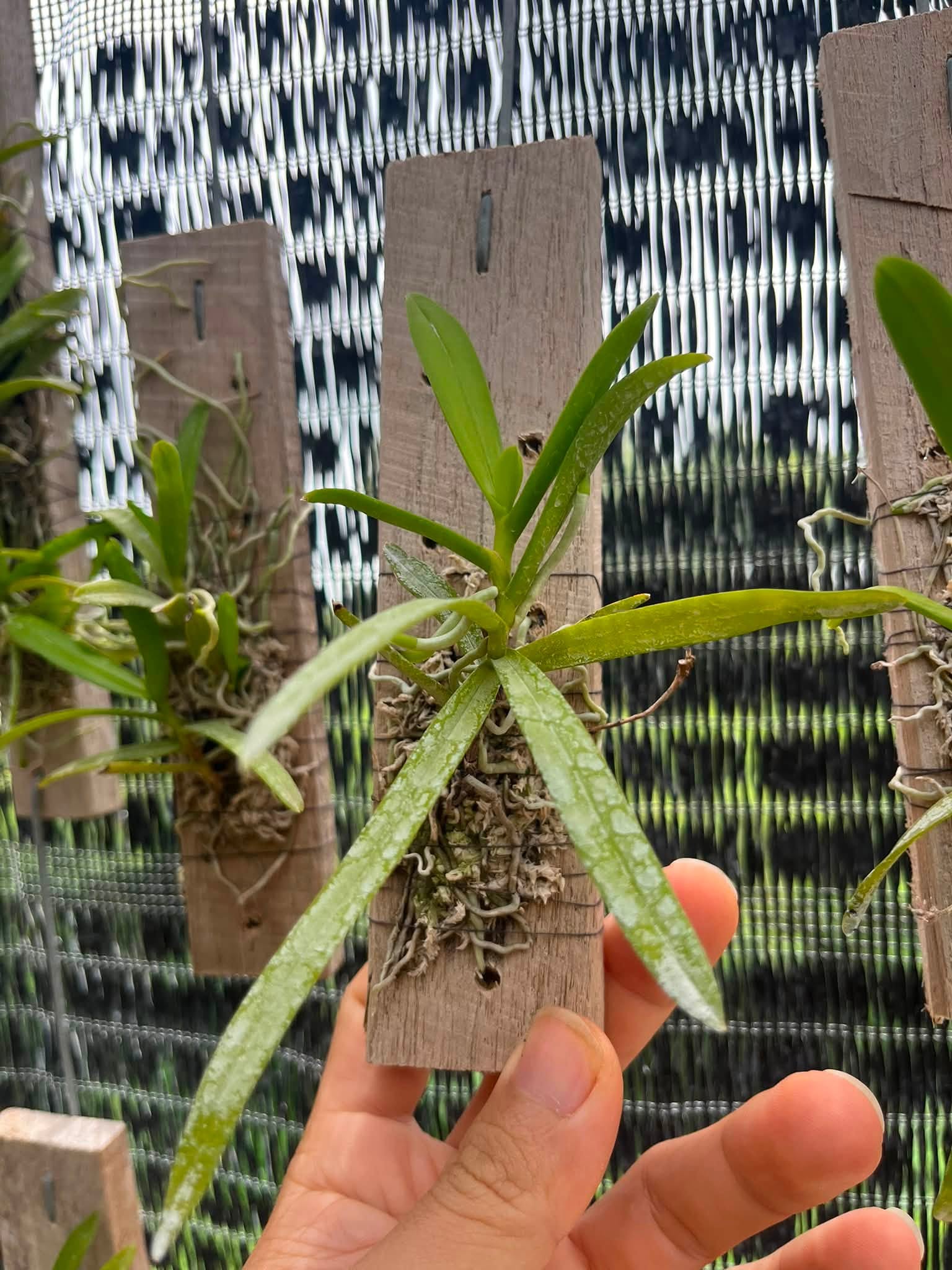 Thrixspermum pulchellum