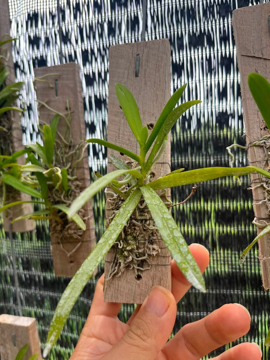 Thrixspermum pulchellum