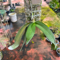 Gastrochilus obliquus