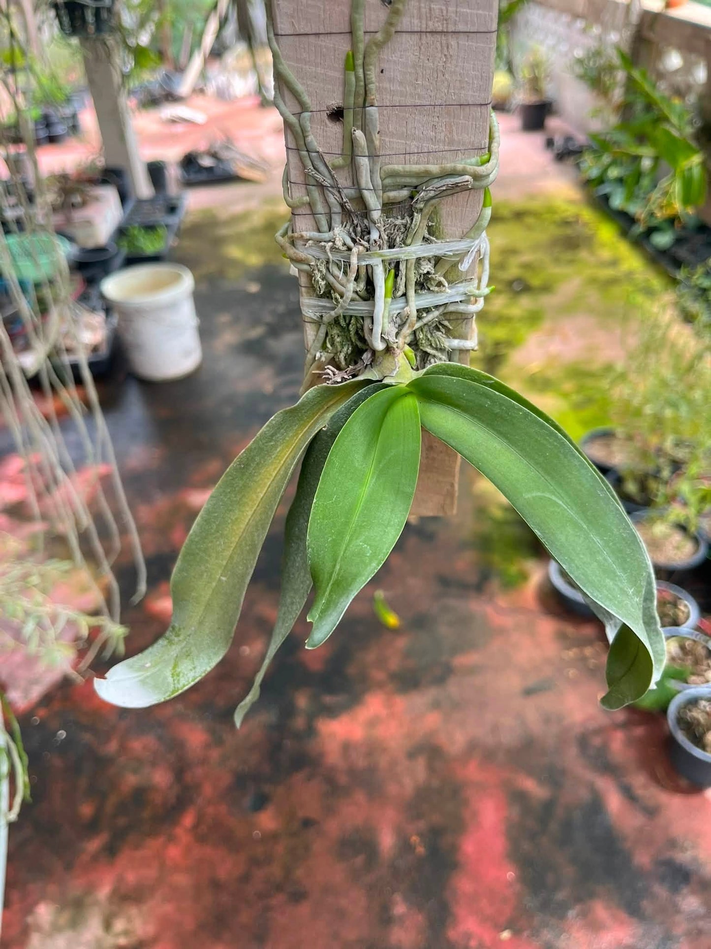 Gastrochilus obliquus