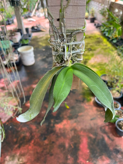 Gastrochilus obliquus