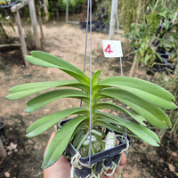 Vanda coerulea pink