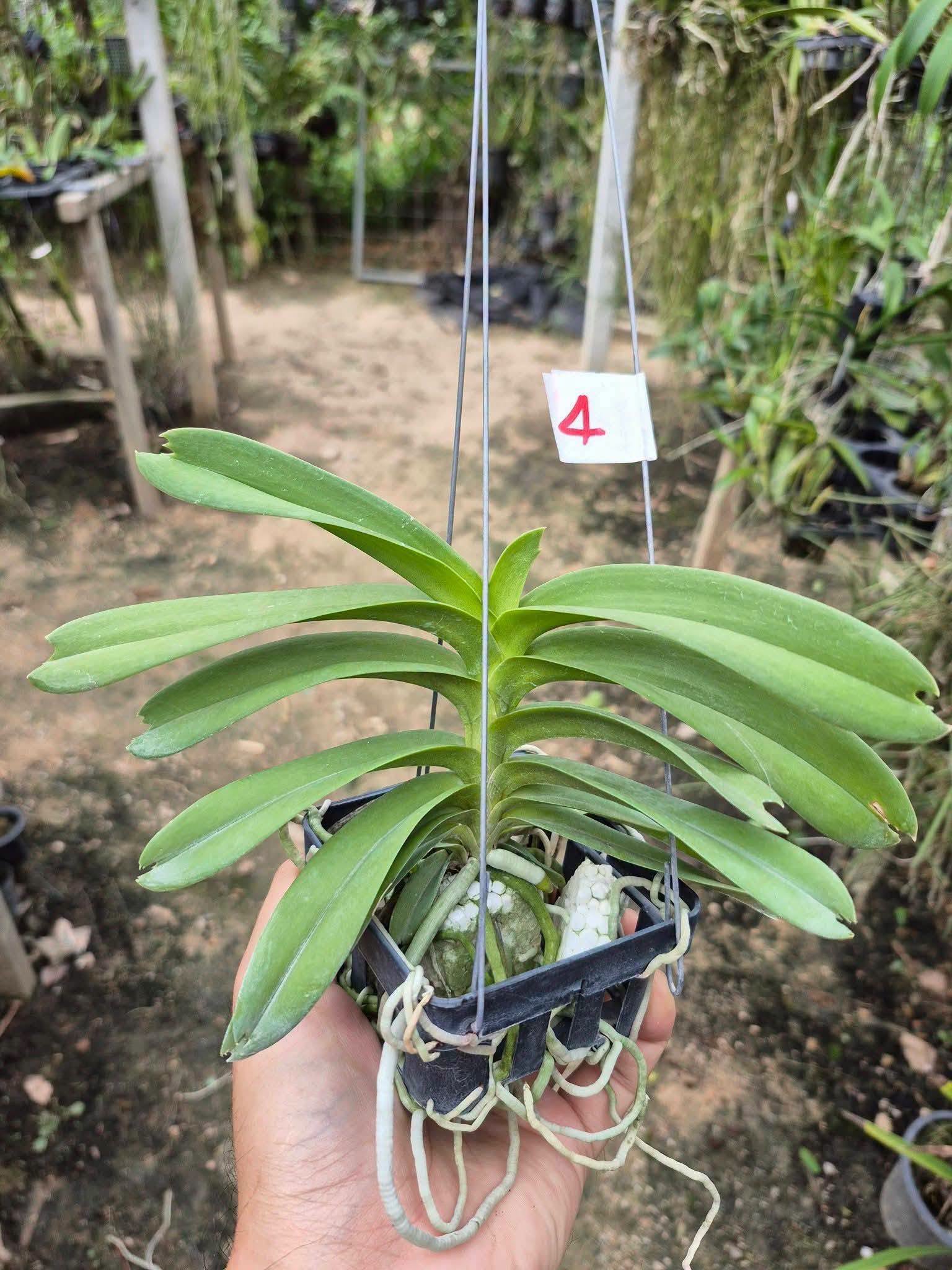 Vanda coerulea pink