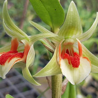 Dendrobium cruentum