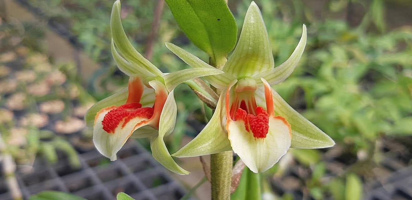 Dendrobium cruentum