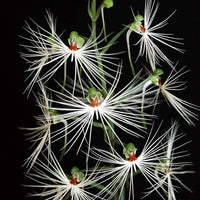 Habenaria medusae (Habenaria myriotricha)