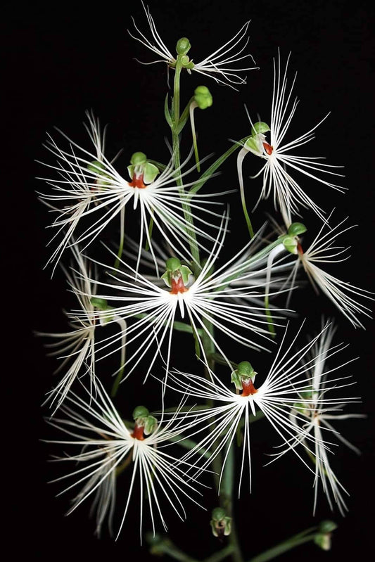 Habenaria medusae (Habenaria myriotricha)