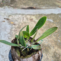 Cattleya maxima var. semi-alba