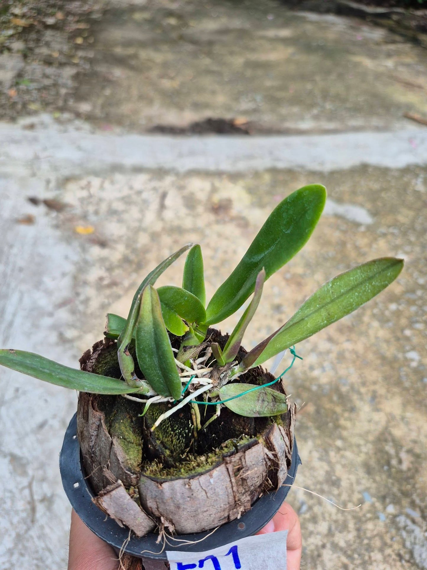 Cattleya maxima var. semi-alba