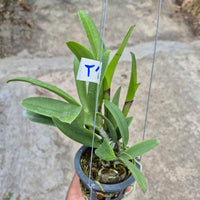 Brassocattleya (Bc.) Hawaii Stars