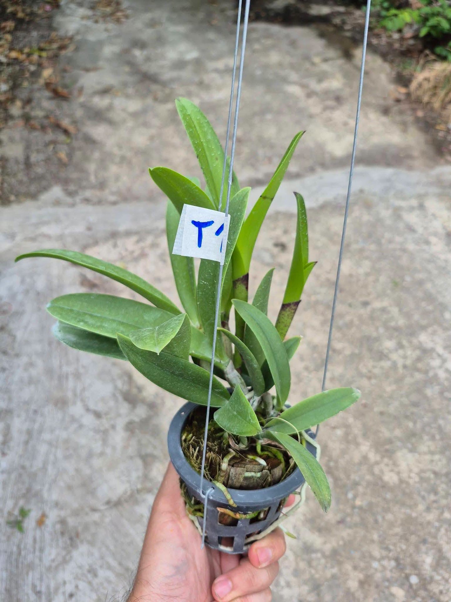 Brassocattleya (Bc.) Hawaii Stars
