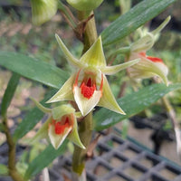 Dendrobium cruentum