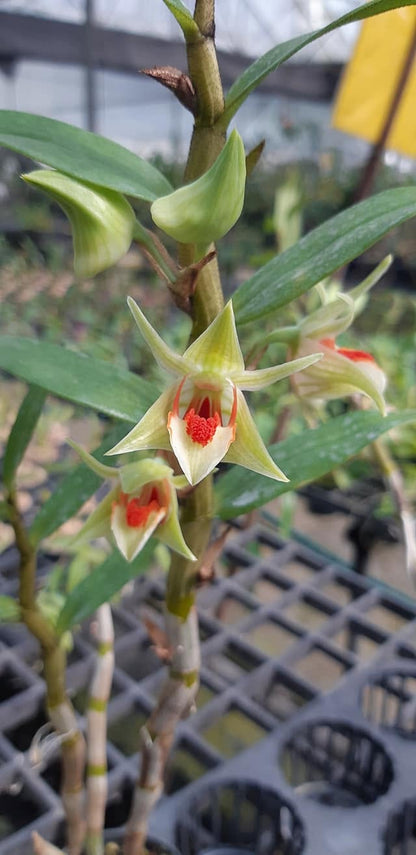 Dendrobium cruentum
