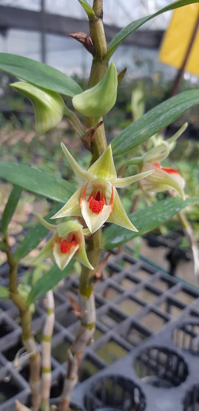 Dendrobium cruentum