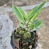 Cattleya maxima f. coerulea