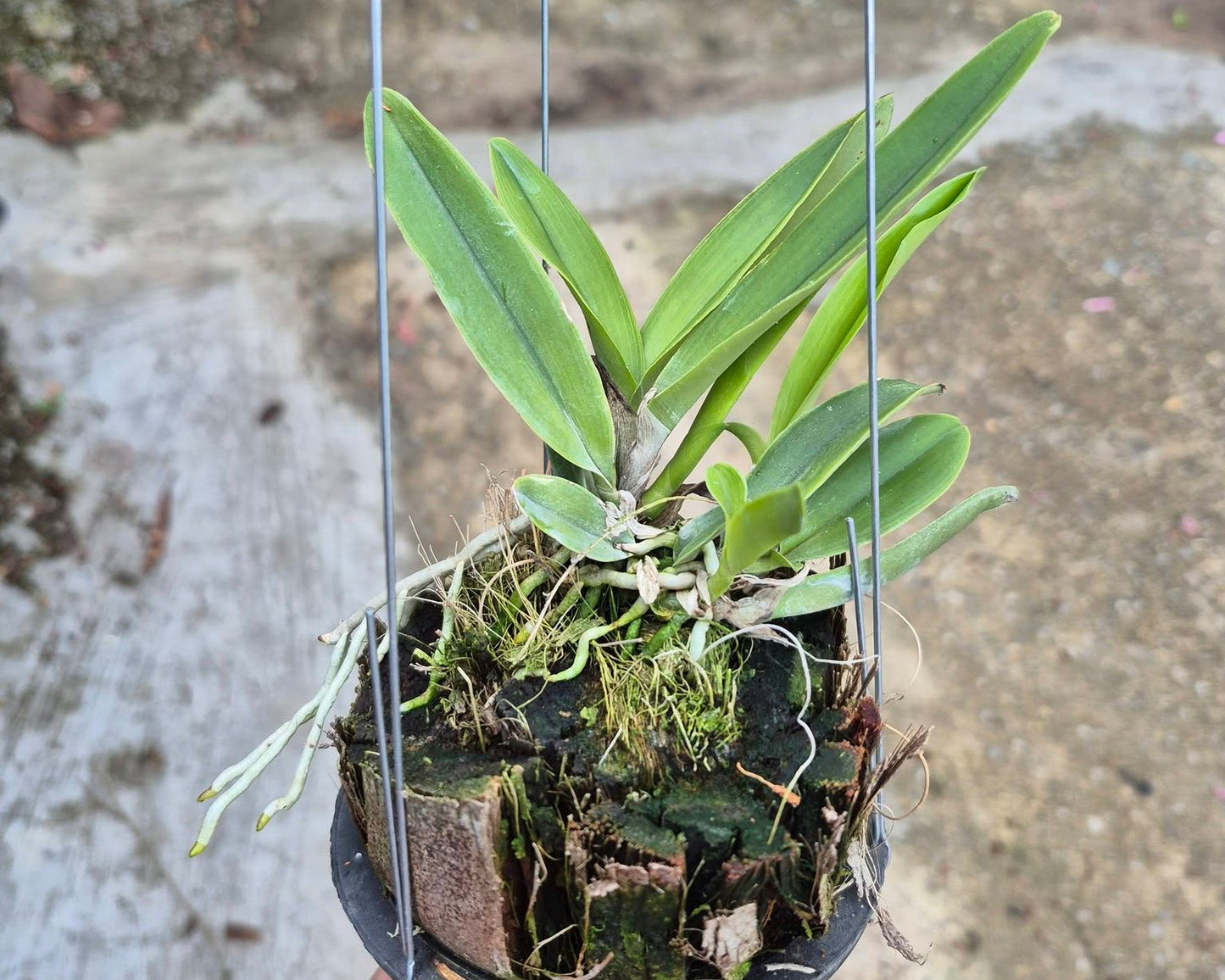 Cattleya maxima f. coerulea