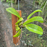 cattleya nobilior