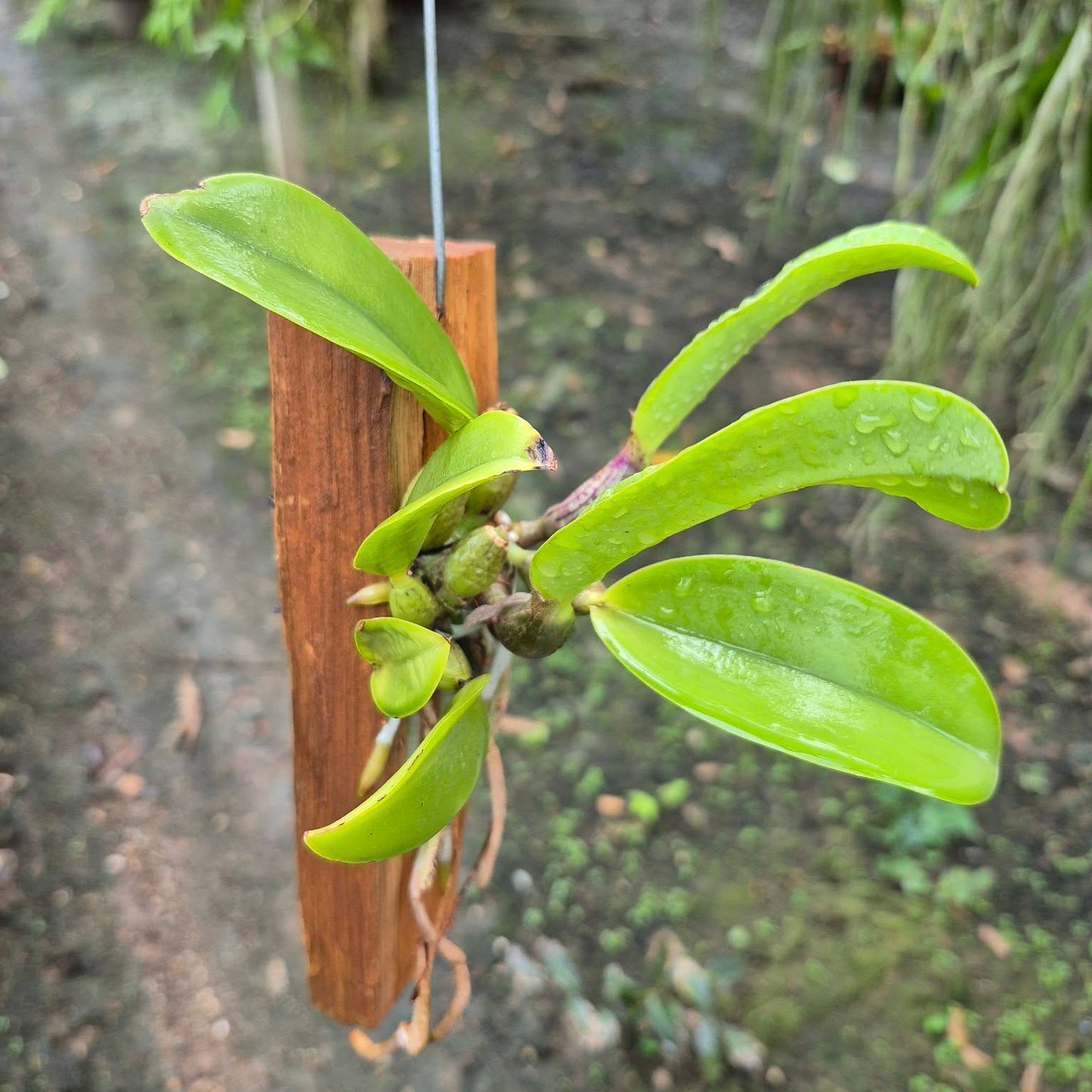 cattleya nobilior