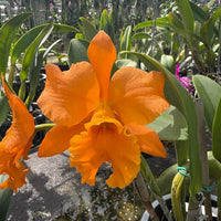 Cattleya orange Thai-Tea