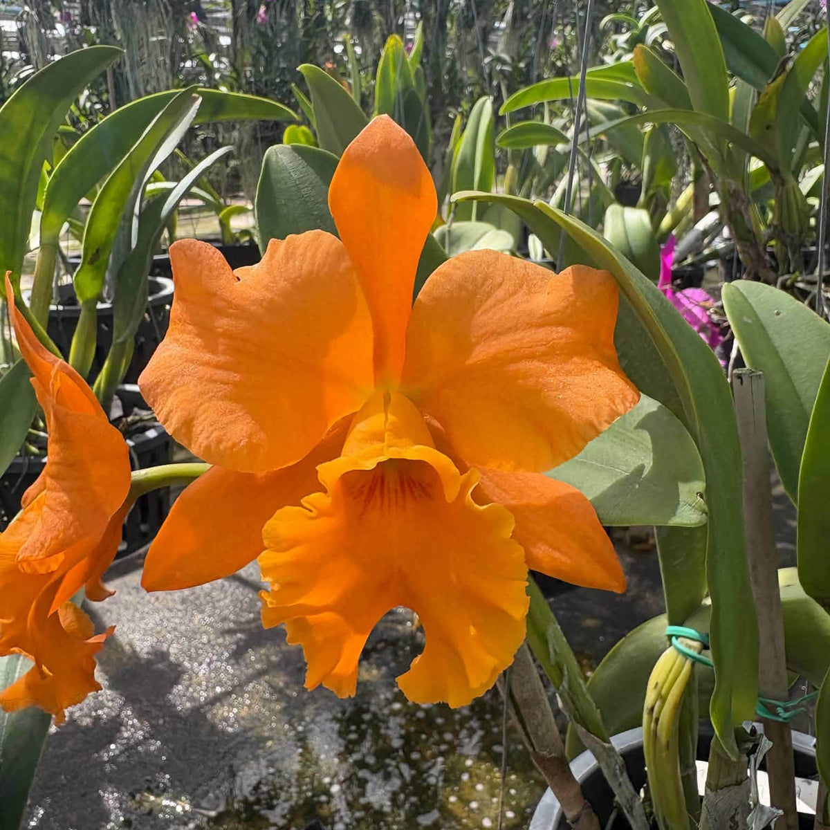 Cattleya orange Thai-Tea