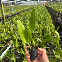 Cattleya orange Thai-Tea