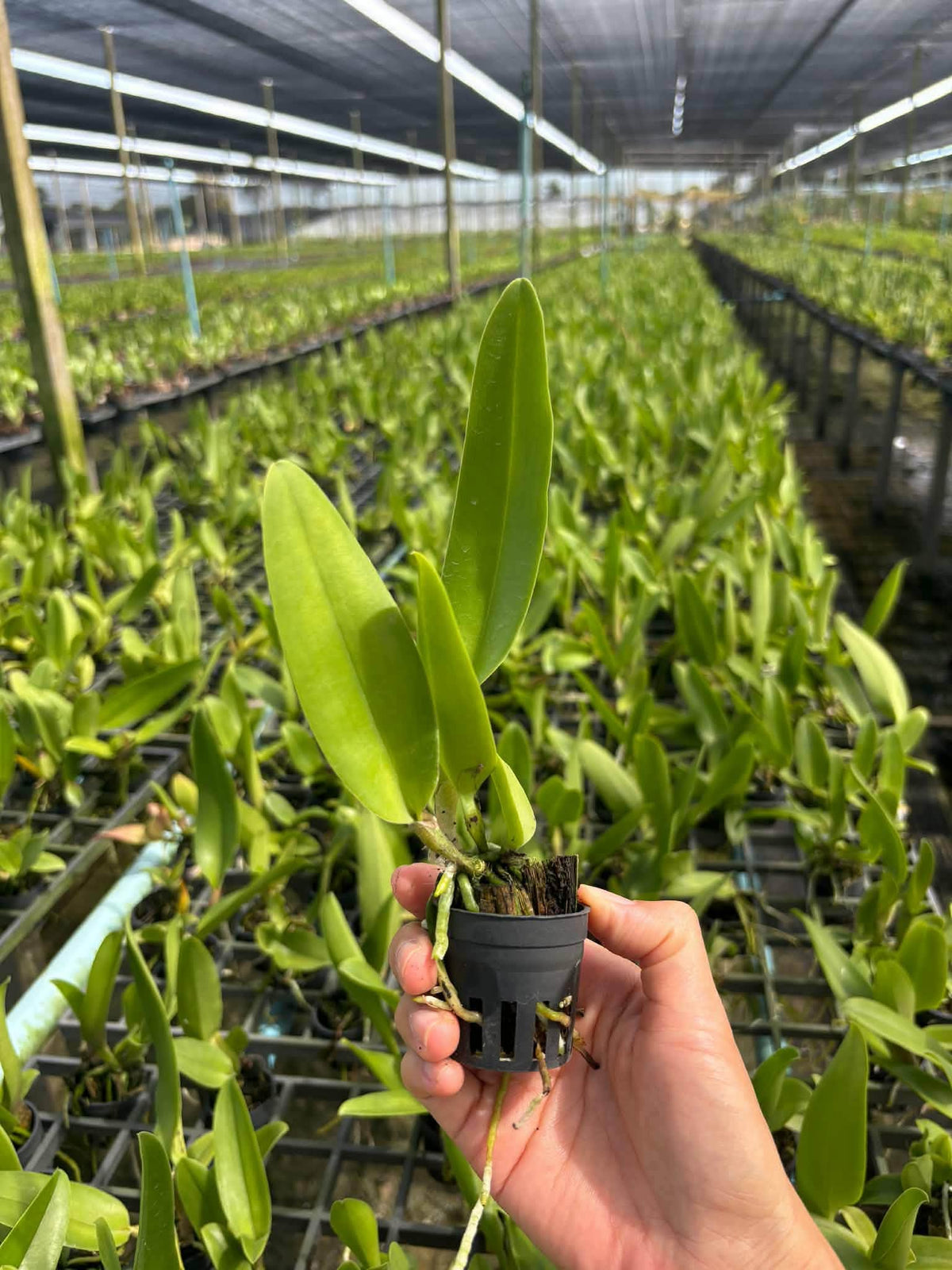 Cattleya orange Thai-Tea