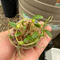 Bulbophyllum catenarium
