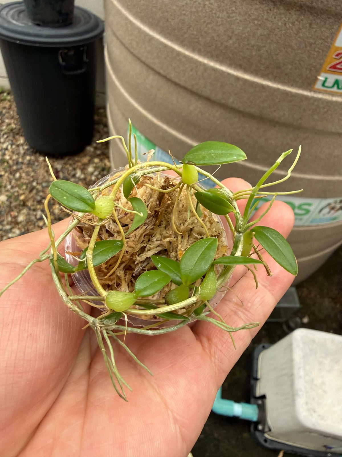 Bulbophyllum catenarium