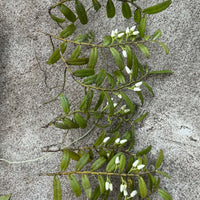Thrixspermum calceolus
