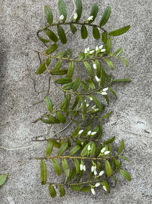 Thrixspermum calceolus