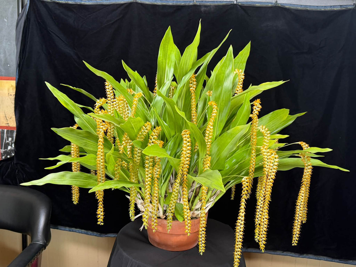 Dendrochilum magnum