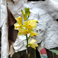 Phaius flava