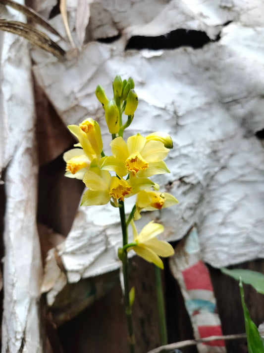 Phaius flava