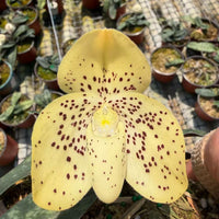 Paphiopedilum wenshanense