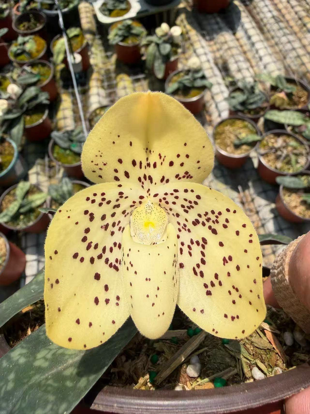 Paphiopedilum wenshanense