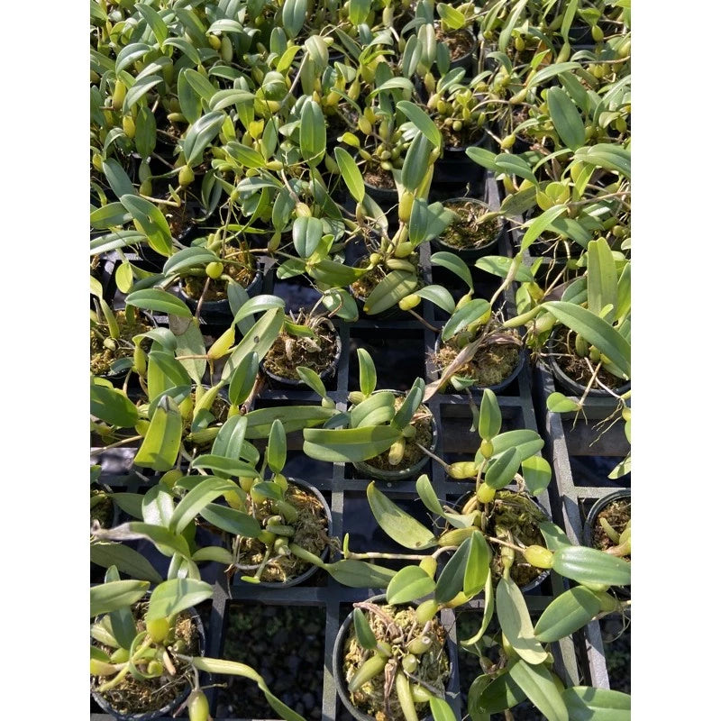 Bulbophyllum ovatum