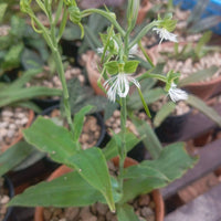 Habenaria medioflexa