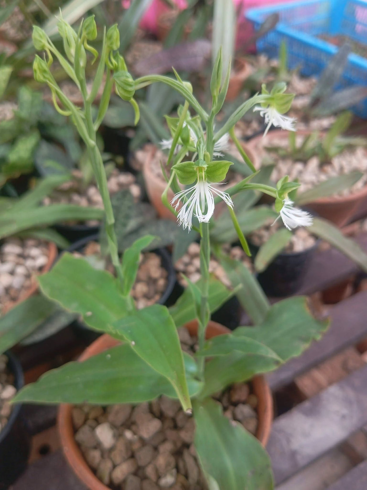 Habenaria medioflexa