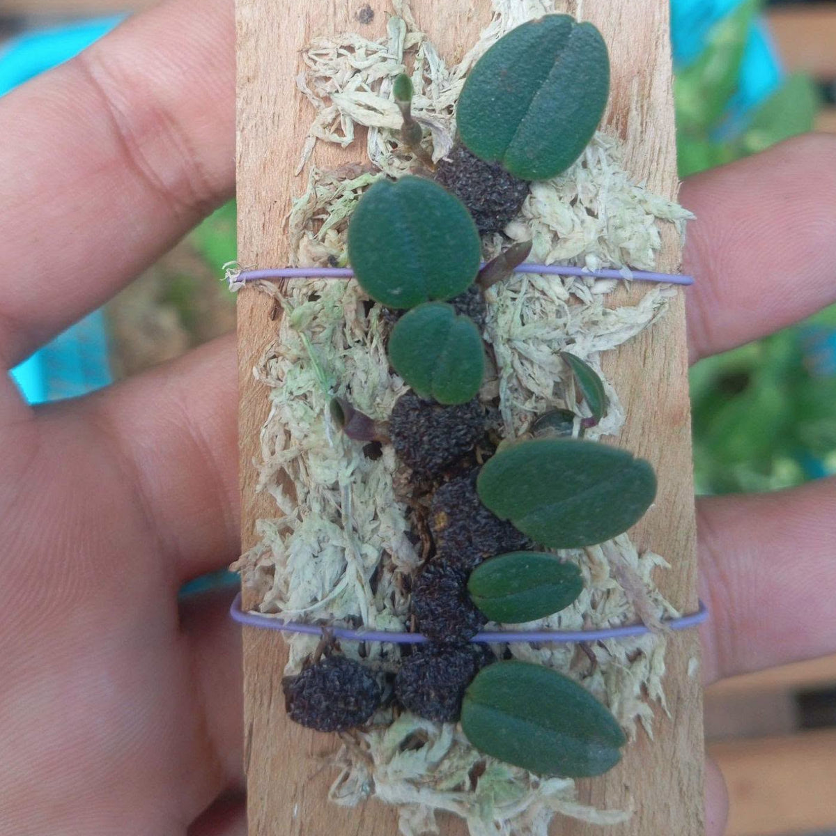 Bulbophyllum jingdongense