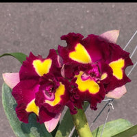 Rlc Cattleya Lady Gaga