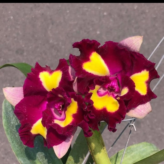 Rlc Cattleya Lady Gaga