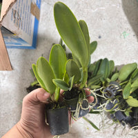 cattleya village chief rose