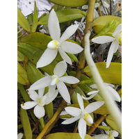 Thrixspermum calceolus